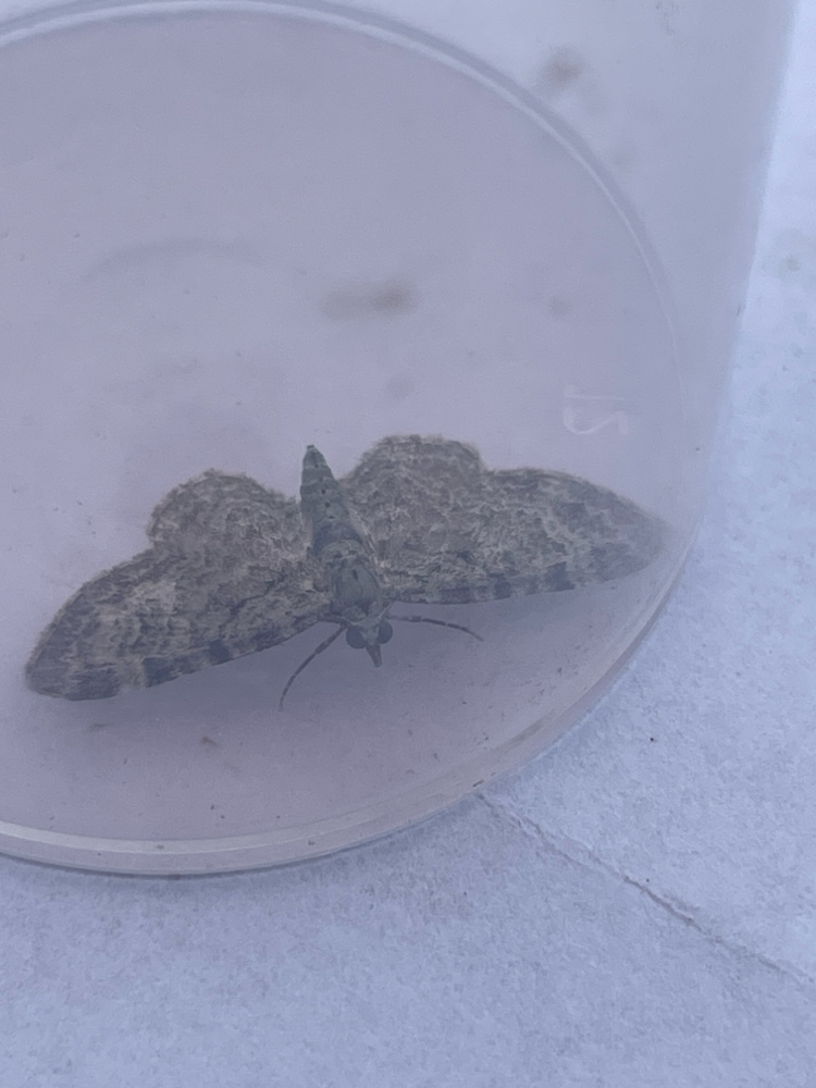 Photo of Green Pug (Pasiphila rectangulata)